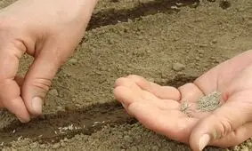 آغاز بذرکاری ۸۰ هکتاری گیاهان دارویی در مراتع ترخین‌آباد