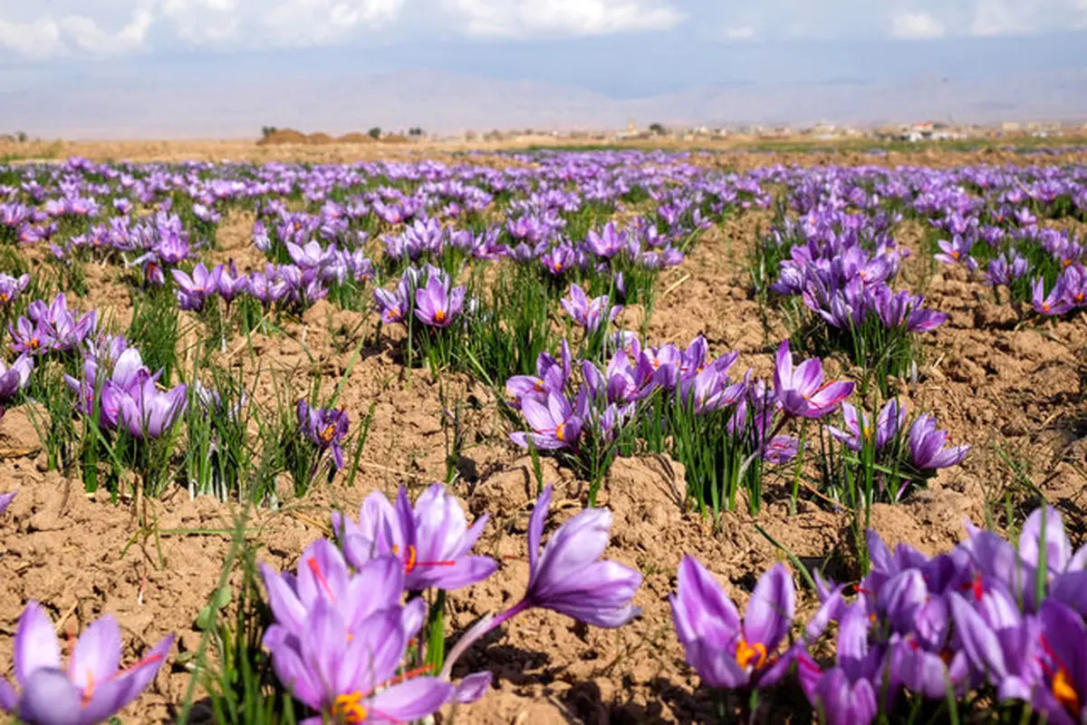 زردی روی زعفران‌کاران خراسان شمالی