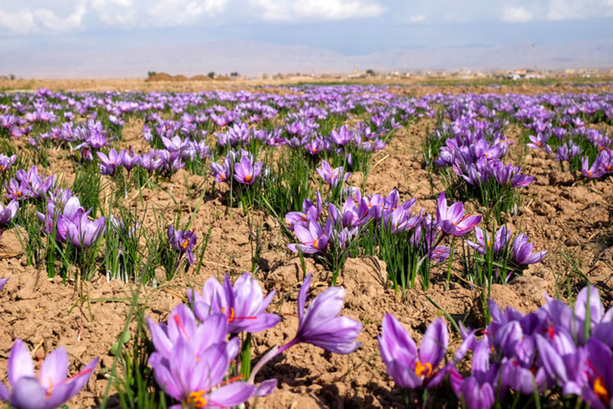 زردی روی زعفران‌کاران خراسان شمالی