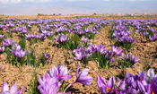 زردی روی زعفران‌کاران خراسان شمالی