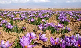 زردی روی زعفران‌کاران خراسان شمالی