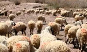 مرزهای آذربایجانی غربی گذرگاهی برای دام قاچاق