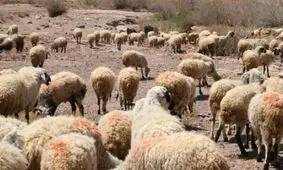 مرزهای آذربایجانی غربی گذرگاهی برای دام قاچاق