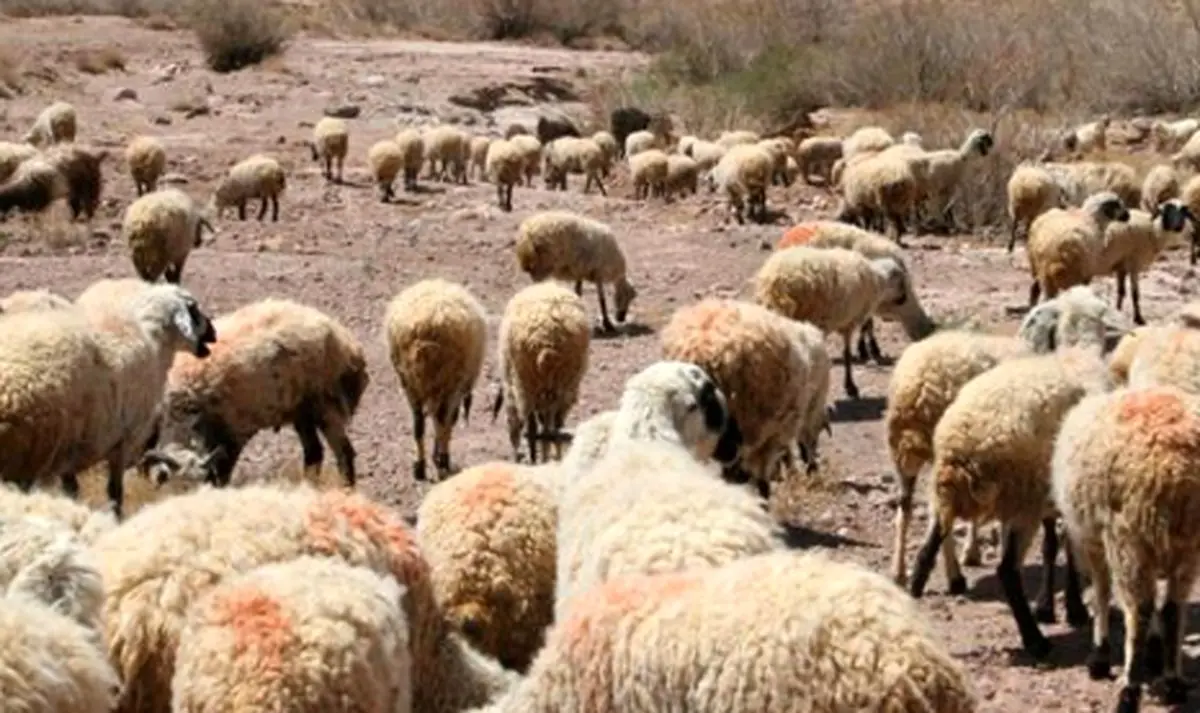 مرزهای آذربایجانی غربی گذرگاهی برای دام قاچاق