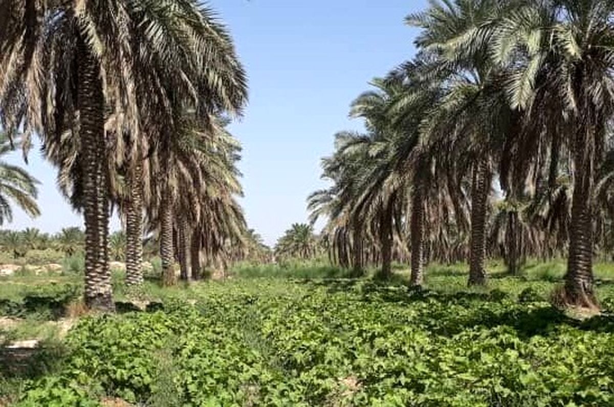طرح کشاورزی میانهکاری در نخیلات شادگان اجرا شد