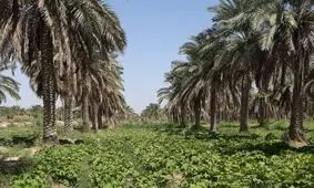 طرح کشاورزی میانه‌کاری در نخیلات شادگان اجرا شد