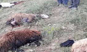 تلف شدن ۴۹ راس احشام در شهرستان دهلران