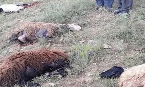 تلف شدن ۴۹ راس احشام در شهرستان دهلران