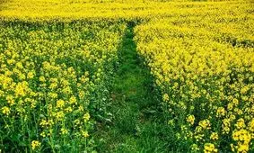 کشت کلزا در ۳۵ درصد از مزارع استان زنجان انجام شده است