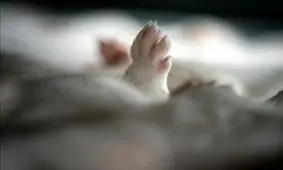 کشتار ۱۷ میلیون راسو در دانمارک/ عکس‌ها