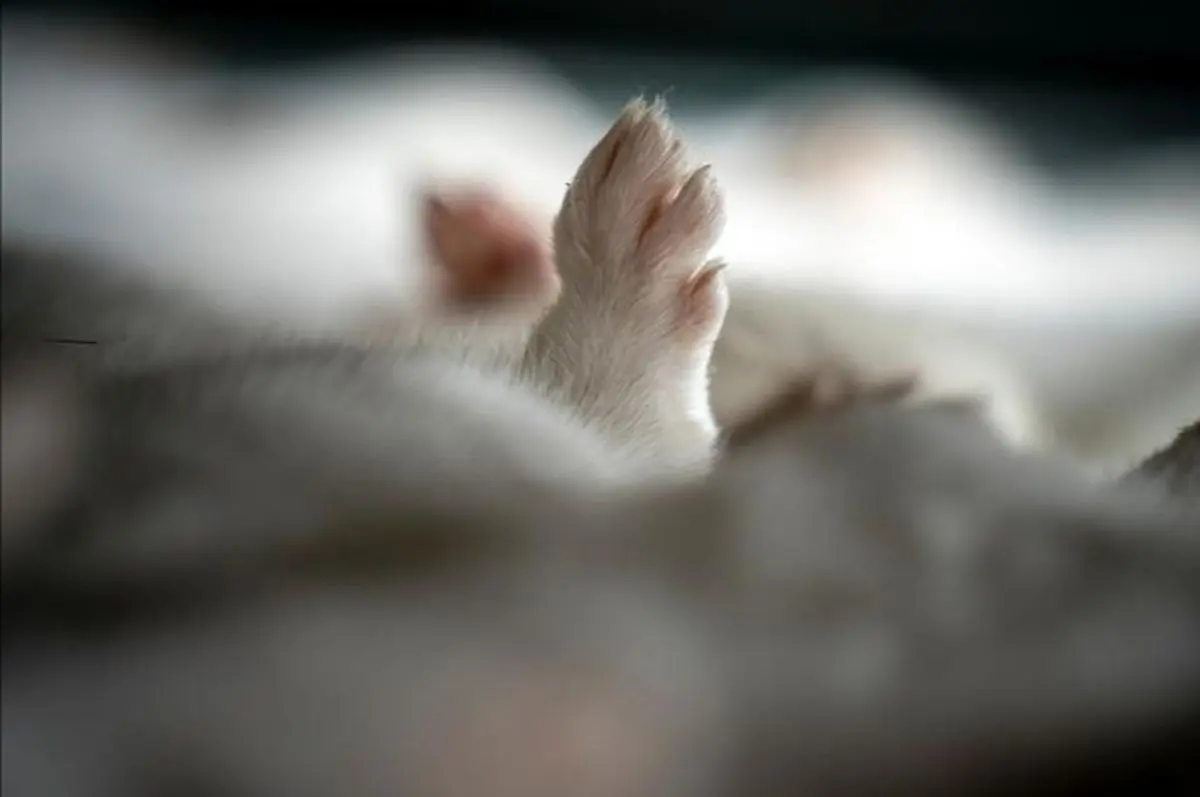 کشتار ۱۷ میلیون راسو در دانمارک/ عکس‌ها