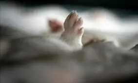 کشتار ۱۷ میلیون راسو در دانمارک/ عکس‌ها