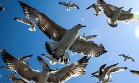 غوغای مرغان مهاجر در سکوت خلوت کرونایی بوشهر