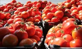 قیمت گوجه به ۴هزار تومان می‌رسد