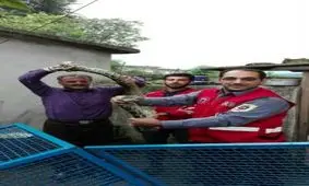 مارپیتون در دام آتش نشانان