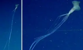 مشاهده یک موجود عجیب در آب‌های استرالیا