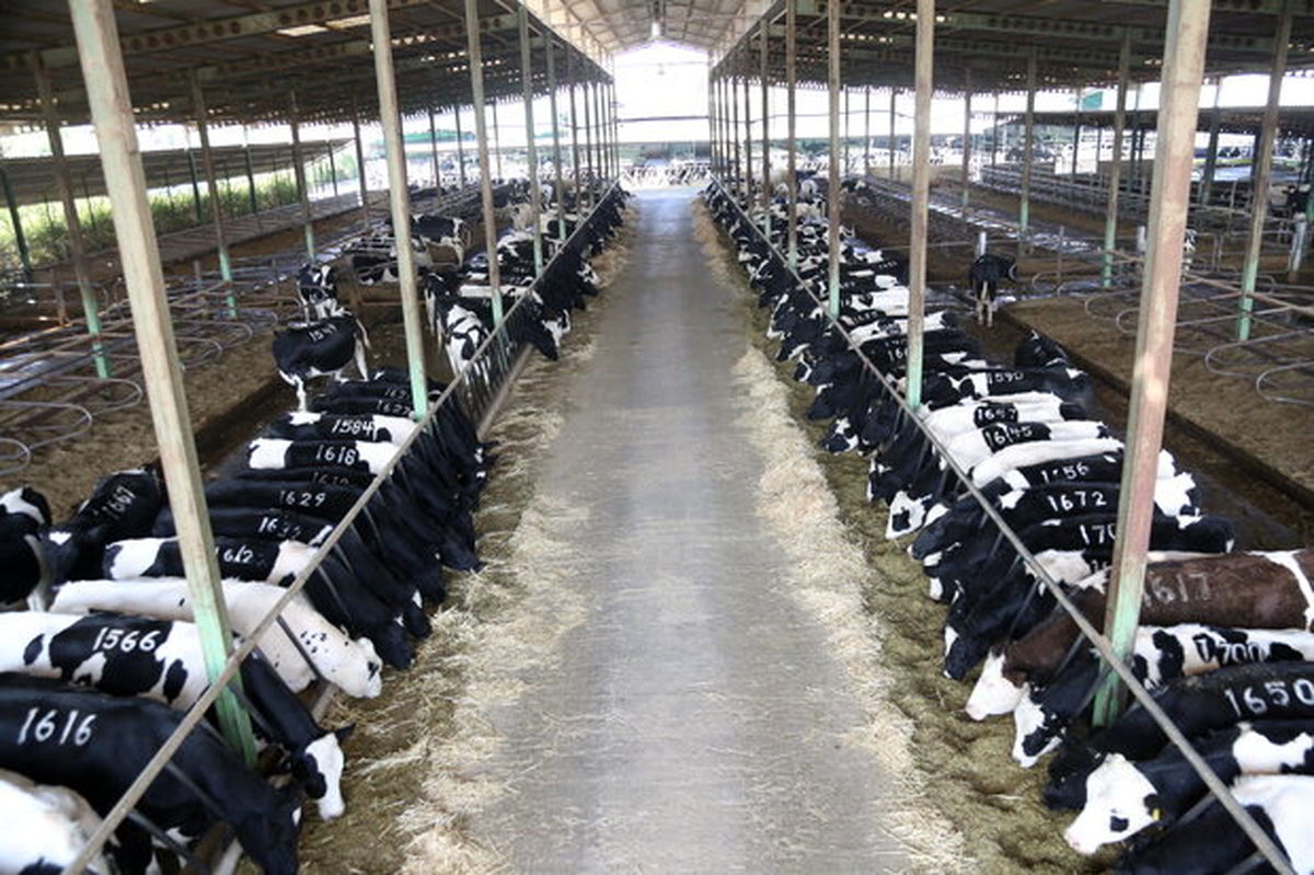هزینه تولید گوساله کیلویی ۴۴ هزار تومان/ فروش کیلویی ۳۸ هزار تومان