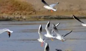 ساحل امن تالاب‌های اردبیل برای پرندگان مهاجر