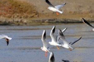 ساحل امن تالاب‌های اردبیل برای پرندگان مهاجر