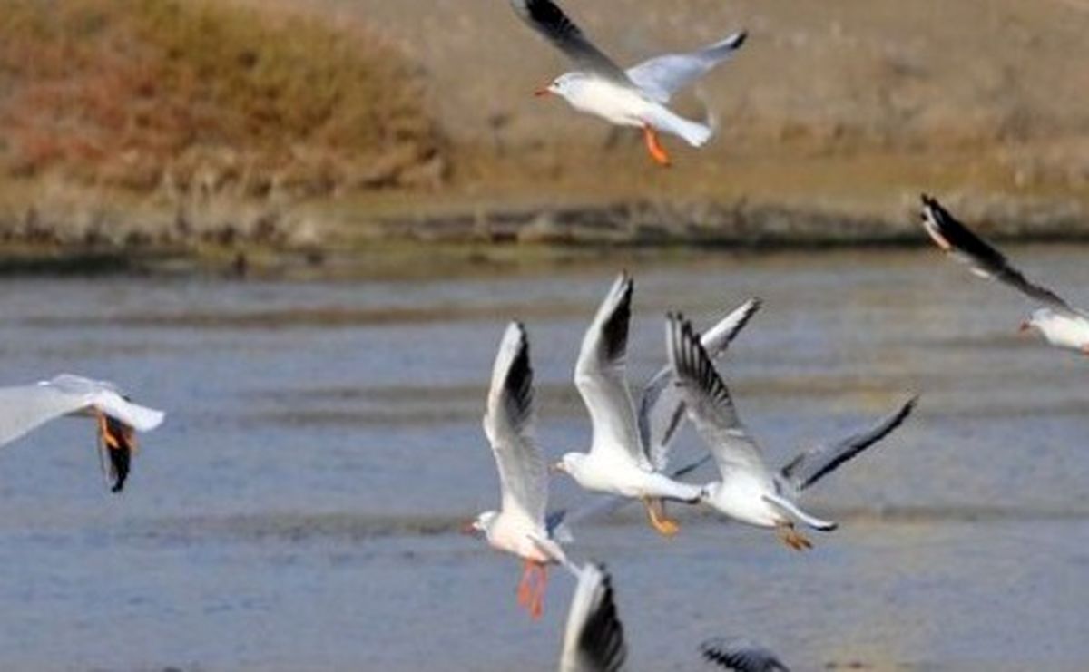 ساحل امن تالاب‌های اردبیل برای پرندگان مهاجر