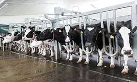 مشکلات گاوداری بنیاد مستضعفان در شهرستان بویراحمد بررسی شد