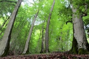 ممنوعیت برداشت چوب از جنگل های شمال ادامه دارد؟