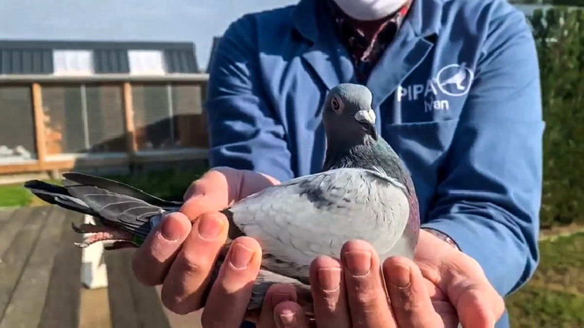 کبوتر زیبای بلژیکی با قیمت ۱.۲ میلیون پوند گرانقیمت ترین پرنده جهان شد/ ویدیو