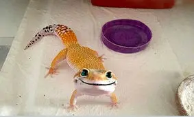 تصاویری جالب از خنده‌ حیوانات