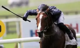 اسب‌ها درد را احساس می‌کنند، شلاق نزنید