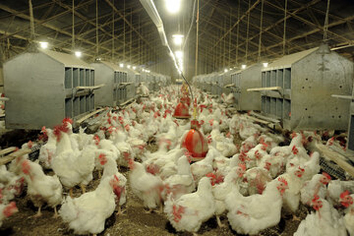احیای مرغ سلامت در خراسان رضوی؛ گامی در مسیر حمایت از تولید داخلی