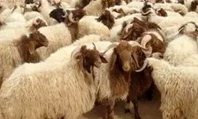 خراسان رضوی بیشترین شمار دام سبک را در کشور دارد