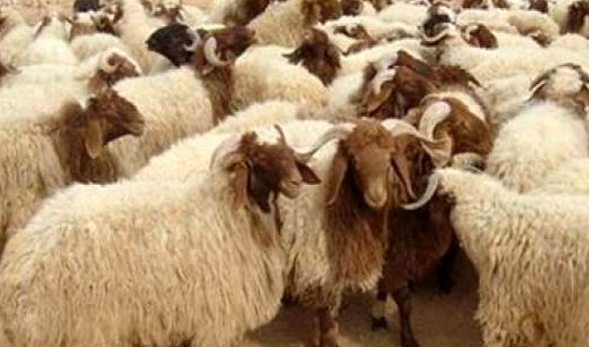 خراسان رضوی بیشترین شمار دام سبک را در کشور دارد