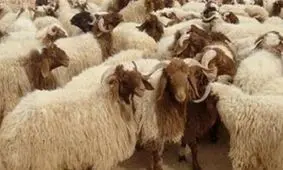 خراسان رضوی بیشترین شمار دام سبک را در کشور دارد