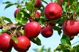 سیب ایران با برچسب افغانستان به کام دلالان