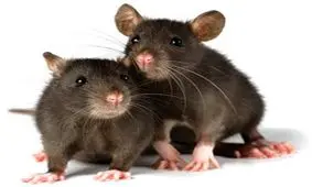 نگرانی دانشمندان از شیوع انتقال ویروسی «حیوانی» به انسان