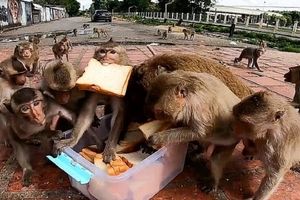 لحظه عجیب حمله میمون‌های گرسنه به غذا/ ویدئو