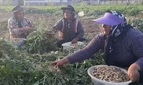 آستانه اشرفیه کانون اصلی تولید بادام زمینی ایران