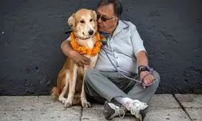 روز بزرگداشت سگ‌ها/ تصاویر