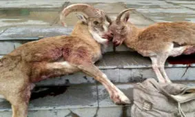 كشف یک لاشه قوچ كوهی و دستگيری شكارچی غيرمجاز