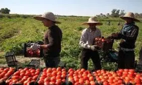 قیمت میوه و سبزیجات ایران در قطر/ گوجه‌فرنگی کیلویی ۵ هزار تومان/ خیار ۴۵۰۰ تومان