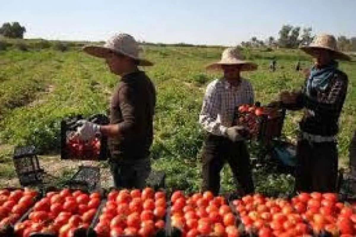 قیمت میوه و سبزیجات ایران در قطر/ گوجه‌فرنگی کیلویی ۵ هزار تومان/ خیار ۴۵۰۰ تومان