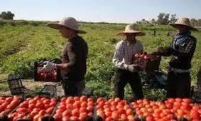 قیمت میوه و سبزیجات ایران در قطر/ گوجه‌فرنگی کیلویی ۵ هزار تومان/ خیار ۴۵۰۰ تومان