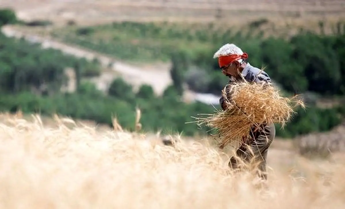 پیش‌بینی کاهش ۲۵ درصدی برداشت گندم دیم در لرستان