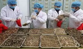 داروهای گیاهی در درمان کرونا موثرند یا نه؟ / خبری از مستندات نیست!