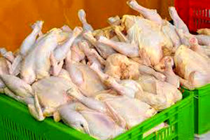 ۲۰۰۰ تن گوشت مرغ در فارسان تولید شد