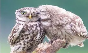 عکس‌هایی ناب از حیات وحش!