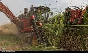 ۱۴۰ هزار تن شکر در شرکت توسعه نیشکر تولید شد