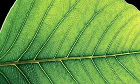 فتوسنتز گیاهان به بیماران سکته قلبی کمک می‌کند