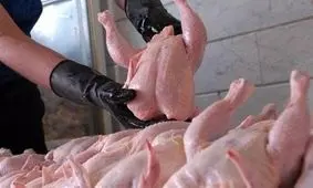 ۱۲ تن مرغ در شهرستان ری به منظور ایجاد تعادل قیمت در بازار توزیع شد