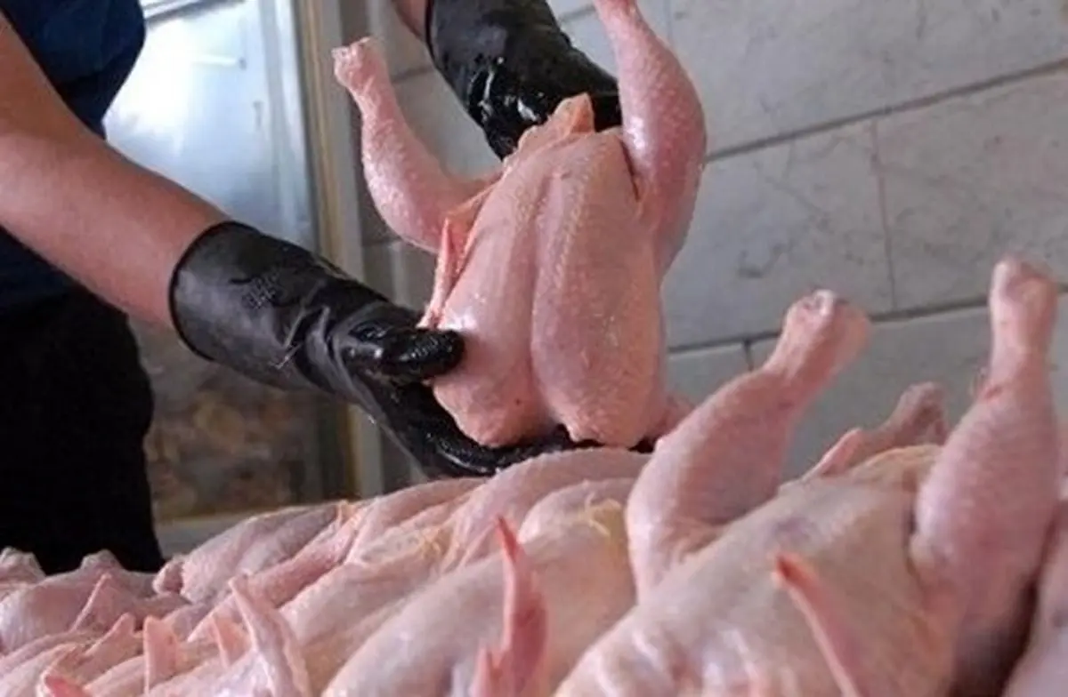 ۱۲ تن مرغ در شهرستان ری به منظور ایجاد تعادل قیمت در بازار توزیع شد